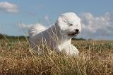 BICHON FRISE 064